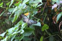 飛行模式是快速識別蝴蝶的其中一項標記